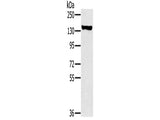 PPP1R12A Polyclonal Antibody Store at -20°C