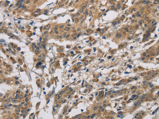 CYCS Polyclonal Antibody Store at -20°C