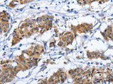CD137 Polyclonal Antibody Store at -20°C