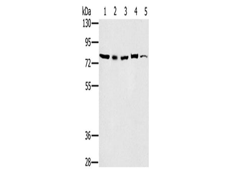 TAB3 Polyclonal Antibody Store at -20°C