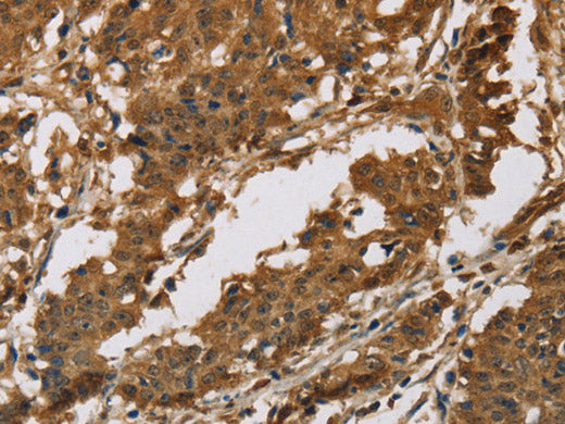 IL19 Polyclonal Antibody Store at -20°C