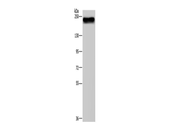 BRD4 Polyclonal Antibody Store at -20°C