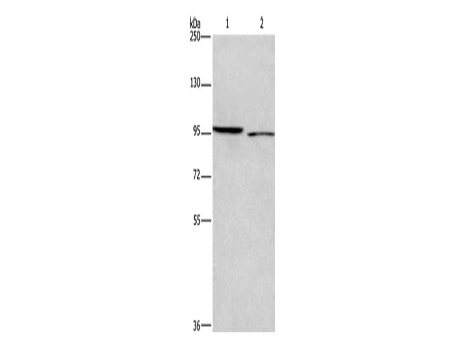 ICAM5 Polyclonal Antibody Store at -20°C
