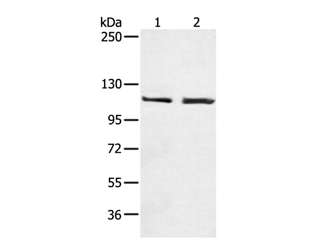 TERT Polyclonal Antibody Store at -20°C