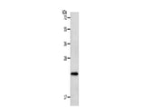 NEUROG1 Polyclonal Antibody