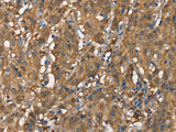 CDC25A Polyclonal Antibody Store at -20°C