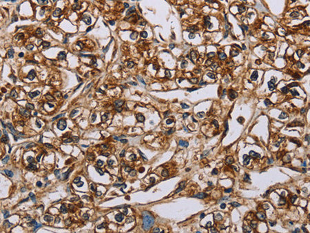 BMP6 Polyclonal Antibody Store at -20°C