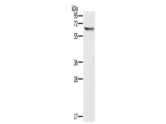 CRMP1 Polyclonal Antibody Store at -20°C
