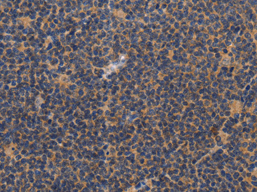 CCL23 Polyclonal Antibody Store at -20°C