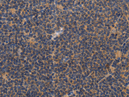 CCL23 Polyclonal Antibody Store at -20°C