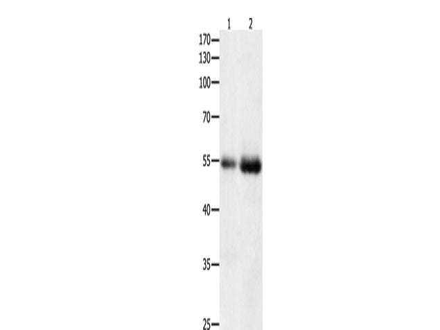 HDAC1 Polyclonal Antibody Store at -20°C