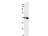 HDAC1 Polyclonal Antibody Store at -20°C