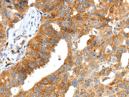 SCT Polyclonal Antibody Store at -20°C