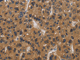 E2F4 Polyclonal Antibody Store at -20°C