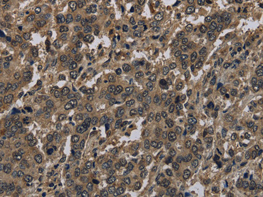Histone H4 Polyclonal Antibody Store at -20°C