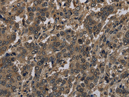 Histone H4 Polyclonal Antibody Store at -20°C