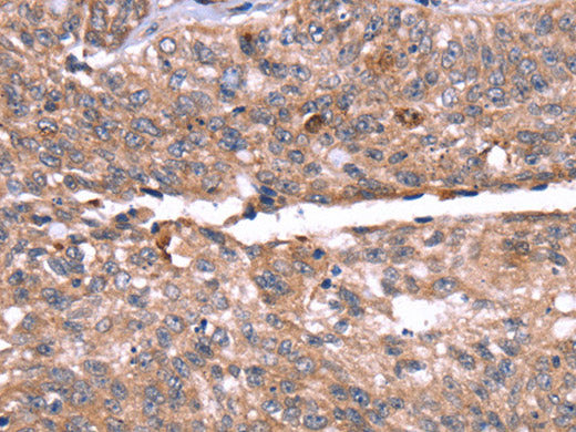 HRG Polyclonal Antibody Store at -20°C