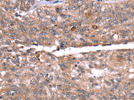 HRG Polyclonal Antibody Store at -20°C