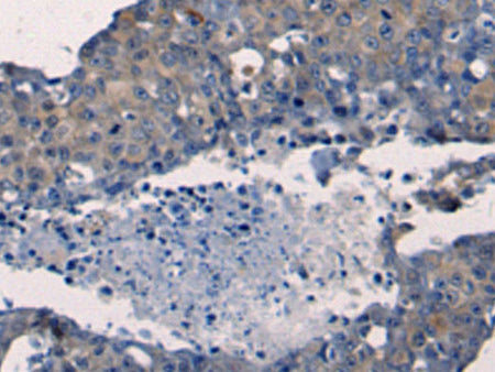 FGF2 Polyclonal Antibody Store at -20°C