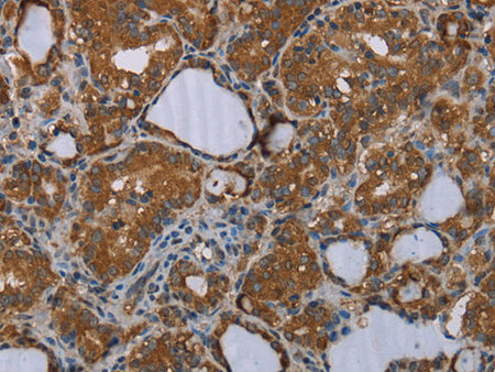 MEIS1 Polyclonal Antibody Store at -20°C