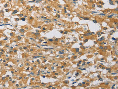 MIP Polyclonal Antibody Store at -20°C