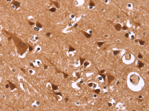Cyclin D3 Polyclonal Antibody Store at -20°C