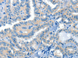 Connexin-45 Polyclonal Antibody Store at -20°C