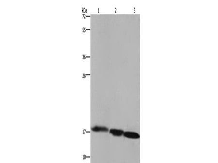 FIS1 Polyclonal Antibody Store at -20°C