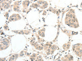 TSPYL2 Polyclonal Antibody Store at -20°C