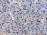 NR1D1 Polyclonal Antibody