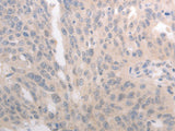 CD275 Polyclonal Antibody
