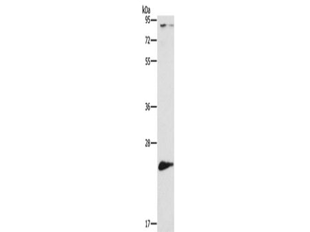 ATG10 Polyclonal Antibody Store at -20°C