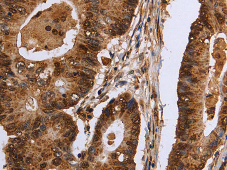 EXTL3 Polyclonal Antibody Store at -20°C