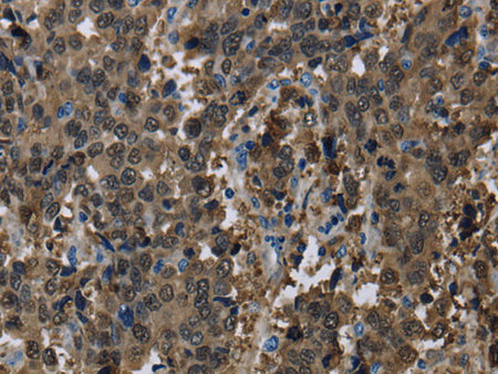 GSTA3 Polyclonal Antibody Store at -20°C