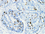 MUC2 Monoclonal Antibody Stored at 2~8°C