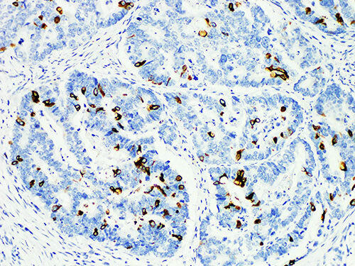 MUC2 Monoclonal Antibody Stored at -20°C
