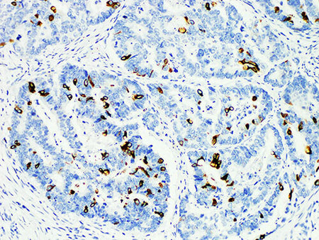 MUC2 Monoclonal Antibody Stored at -20°C