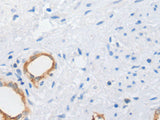 MUC5AC Polyclonal Antibody Store at -20°C, Biomarkers, Elabscience Biotechnology, MSE Supplies