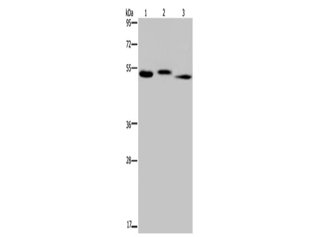 HYAL3 Polyclonal Antibody Store at -20°C