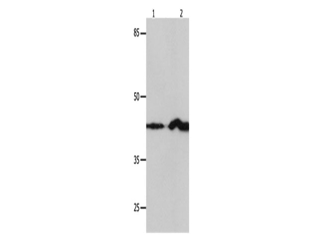 IRF1 Polyclonal Antibody Store at -20°C