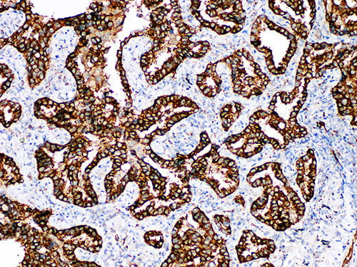 Napsin A Monoclonal Antibody Stored at 2~8°C