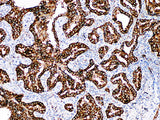 Napsin A Monoclonal Antibody Stored at 2~8°C
