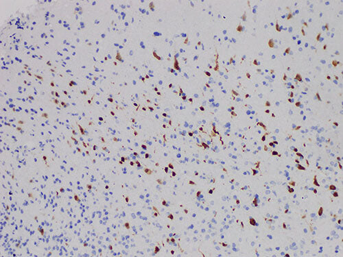 NeuN Monoclonal Antibody Stored at -20°C