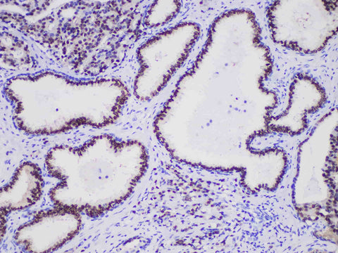 NKX3.1 Monoclonal Antibody Stored at -20°C