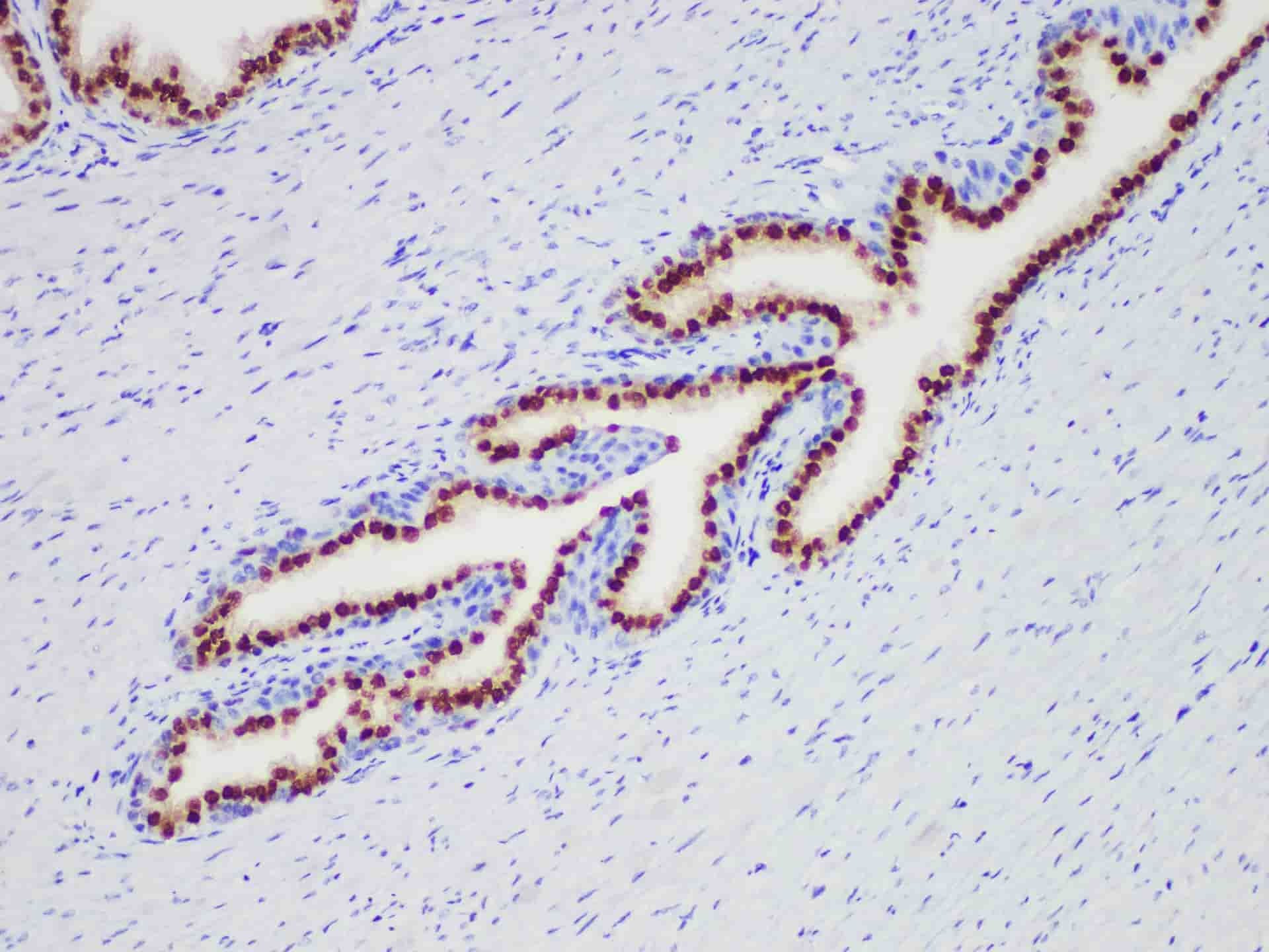 NKX3.1 Monoclonal Antibody Stored at -20°C