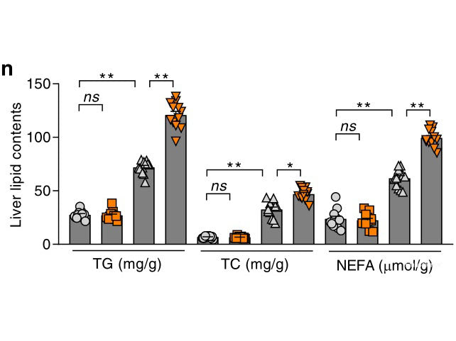 Nefa Non-esterified Free Fatty Acids (NEFA) Colorimetric Assay Kit – MSE ...