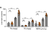 Non-esterified Free Fatty Acids (NEFA) Colorimetric Assay Kit, Cell Assays, Elabscience Biotechnology, MSE Supplies