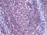 Oct-2 Monoclonal Antibody