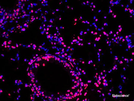 One-step TUNEL In Situ Apoptosis Kit (Red, Elab Fluor® 594), Cell Assays, Elabscience Biotechnology, MSE Supplies