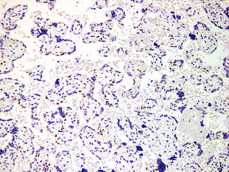 p57 Monoclonal Antibody